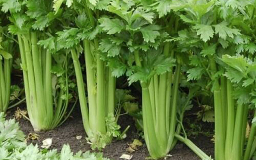 Uống Nước Gì Để Tăng Cường Sinh Lý