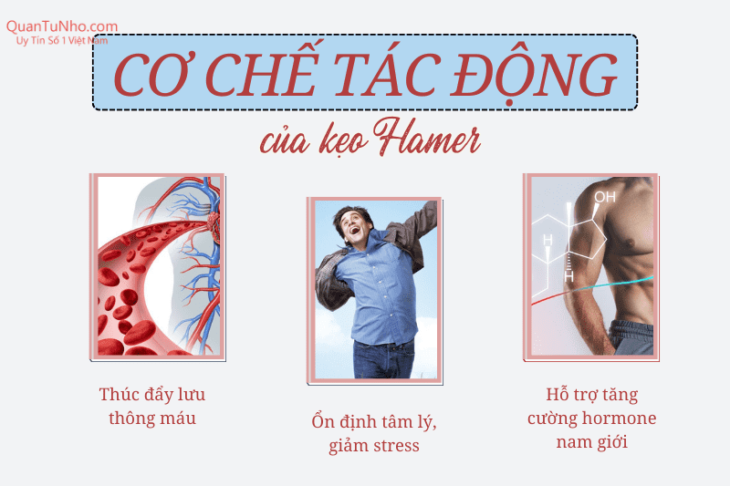 cơ chế tác động kẹo hamer