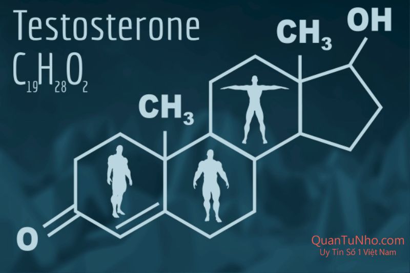 Khái niệm về Testosterone