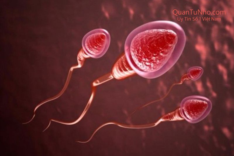 Mối Liên Quan Giữa Testosterone Và Vấn Đề Xuất Tinh Sớm