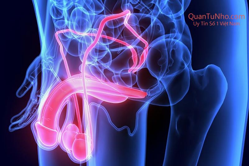 rối loạn cương dương là gì 