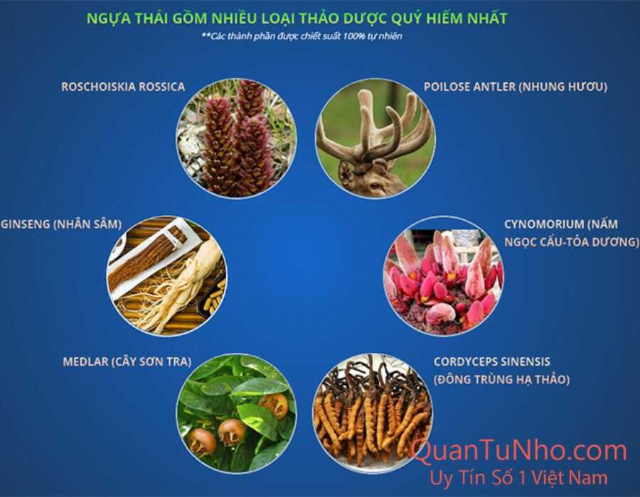 thành phần của thuốc ngựa thái