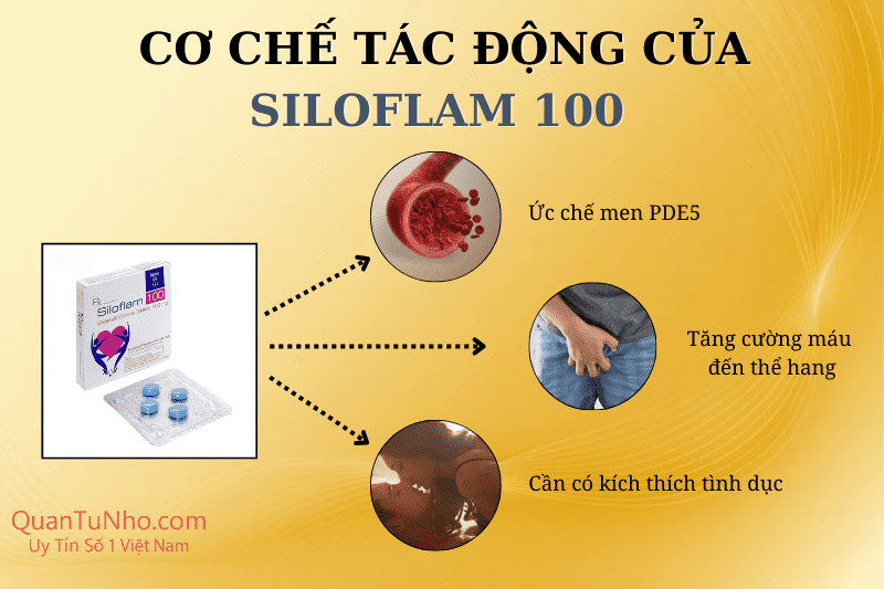 cơ chế tác động của thuốc siloflam 100