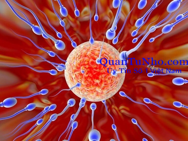 Tinh trùng X và tinh trùng Y có thời gian sống trong tử cung khác nhau