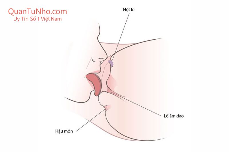 kỹ thuật bú lồn liếm âm hộ