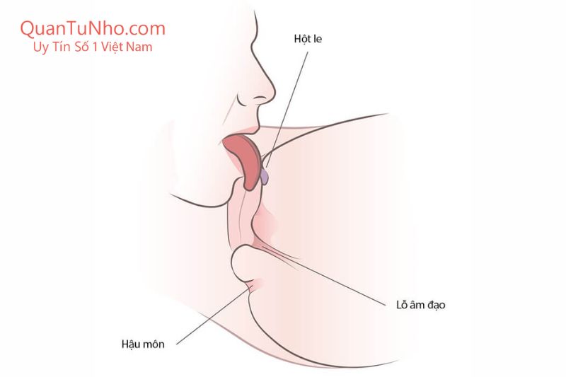 liếm hột le