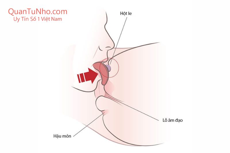 mẹo bú lồn cho nàng sướng rên