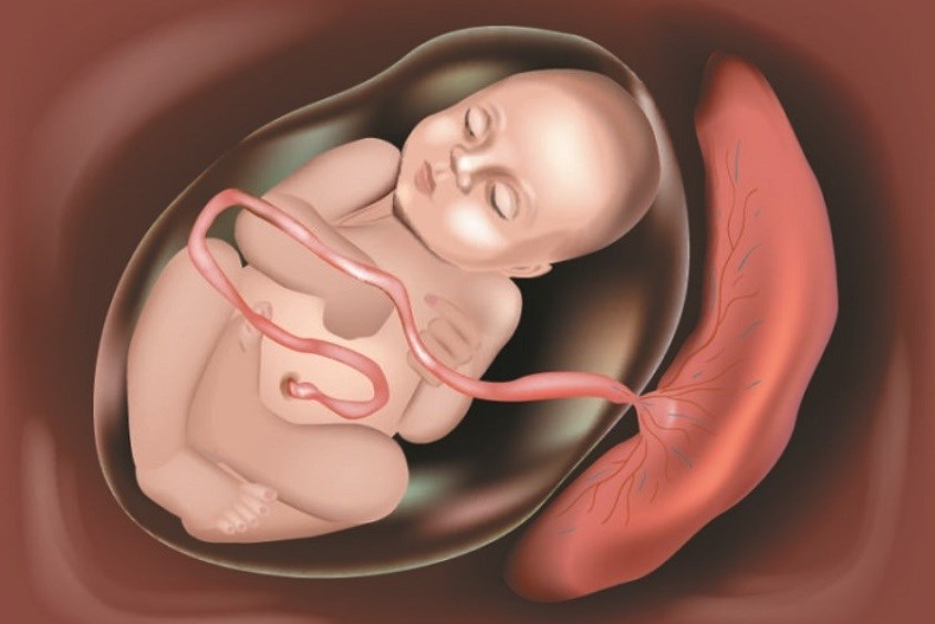 Túi ối và nước ối