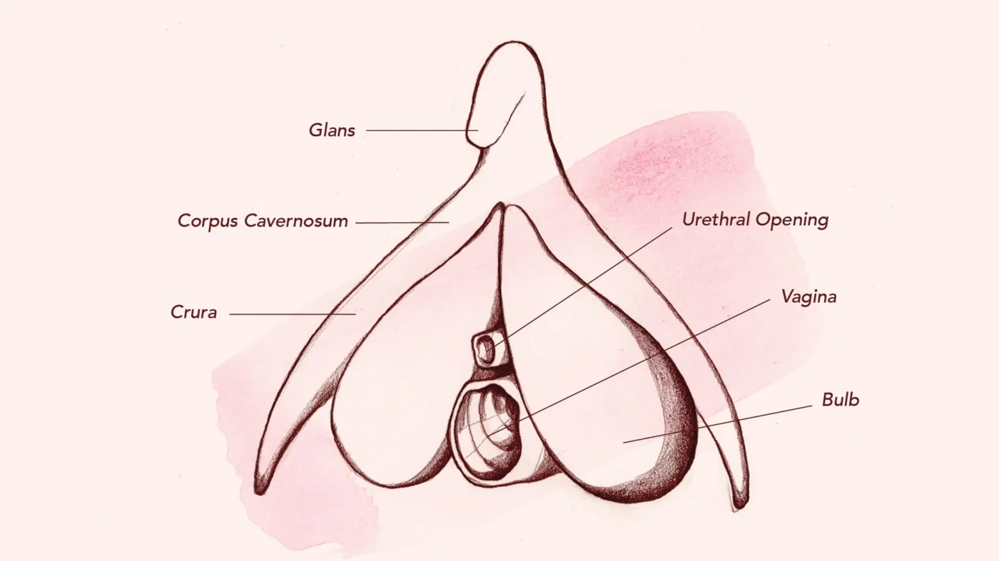 Clitoral Orgasm
