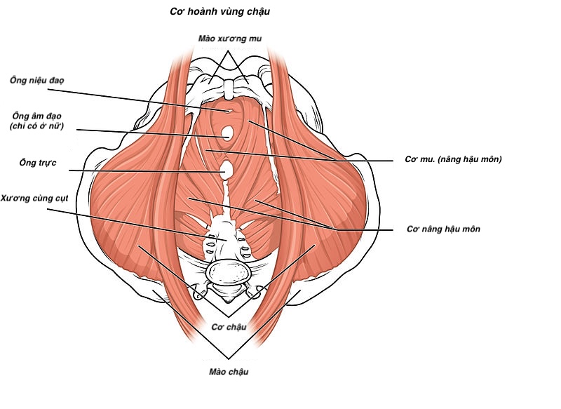 cơ sàn chậu