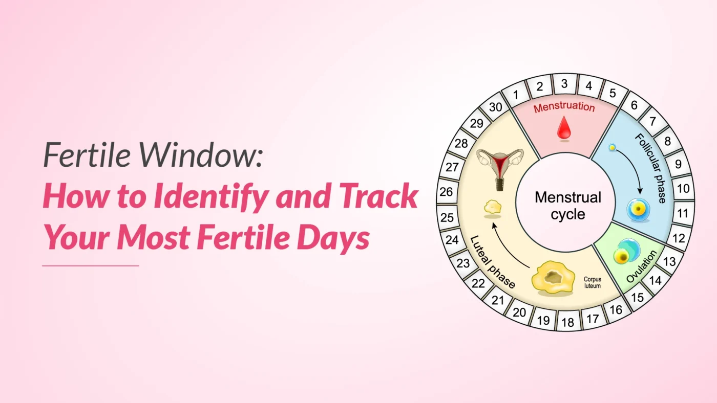 Quan hệ trước 3 ngày rụng trứng có thai không: Cơ chế, Tỷ lệ và Yếu tố ảnh hưởng 3 Fertile Window