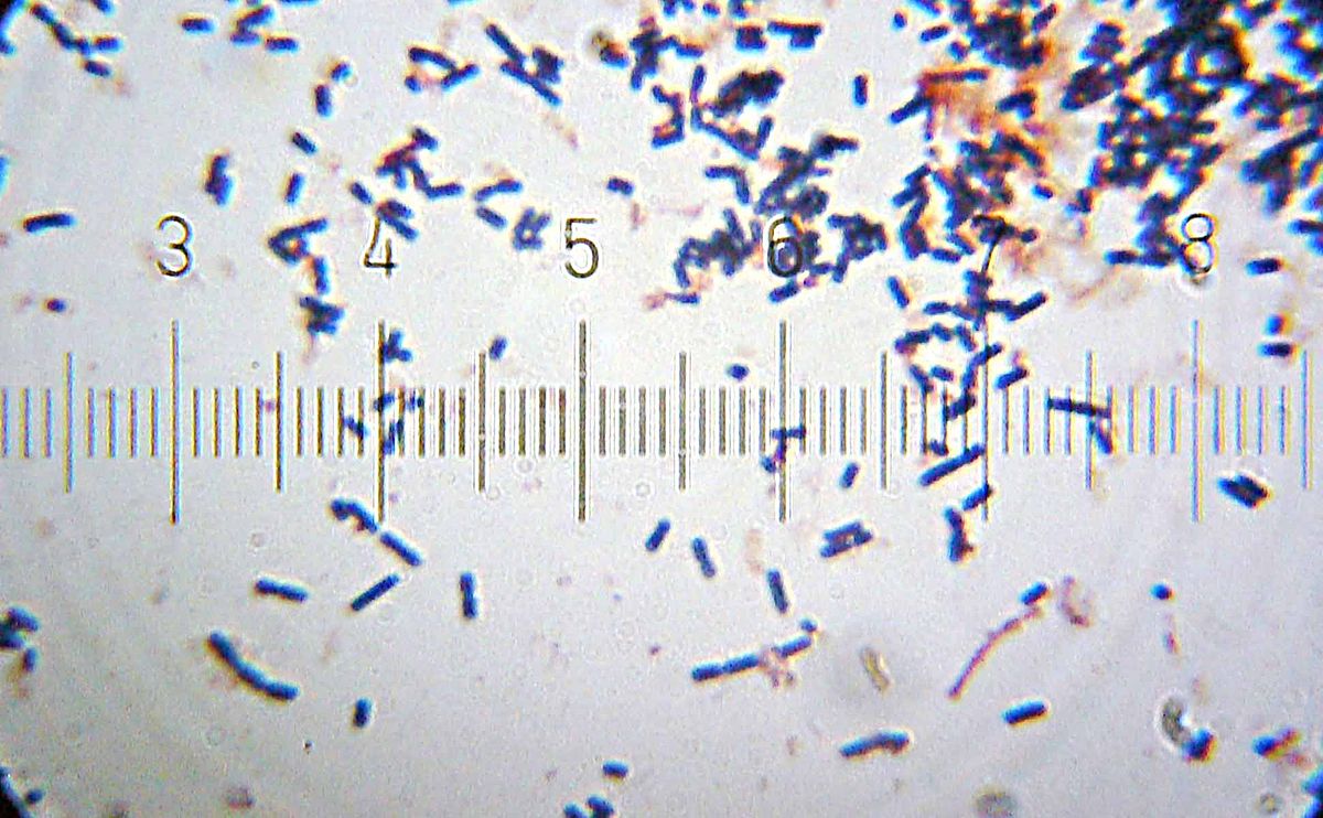 Lactobacillus