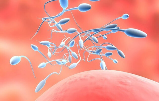 Bất hoạt tinh trùng (Sperm Inactivation)