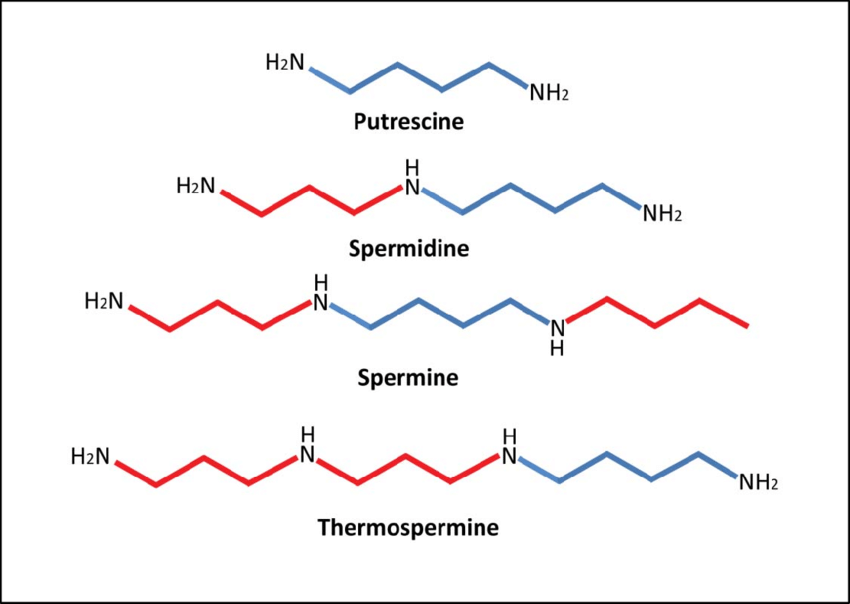 Spermidine