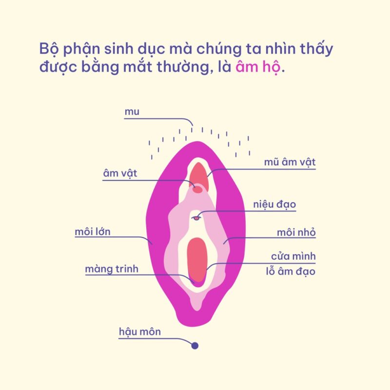 Minh họa bằng hình vẽ