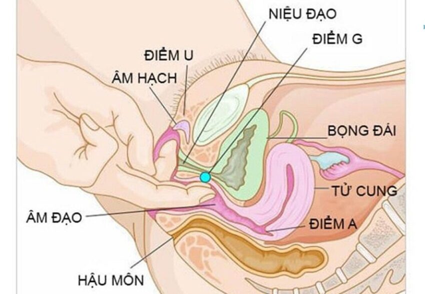 cấu tạo bộ phận sinh dục nữ còn trinh