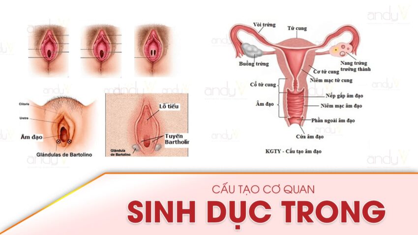 cấu tạo bộ phận sinh dục nữ còn trinh