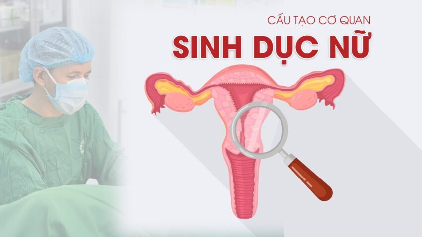 cấu tạo bộ phận sinh dục nữ còn trinh