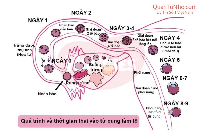 cơ chế thụ thai