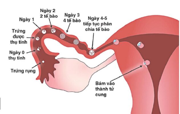 cơ chế thụ thai