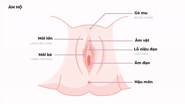 cấu trúc cô bé