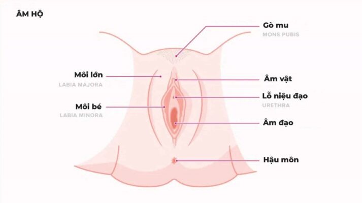 cấu trúc cô bé