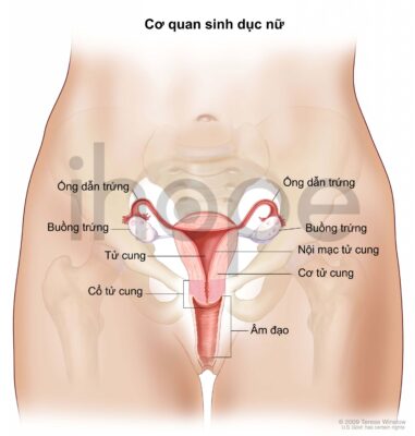 Cấu tạo cổ tử cung phái nữ