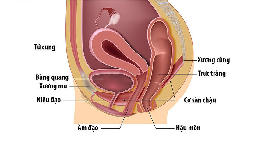 xác định cơ sàn chậu
