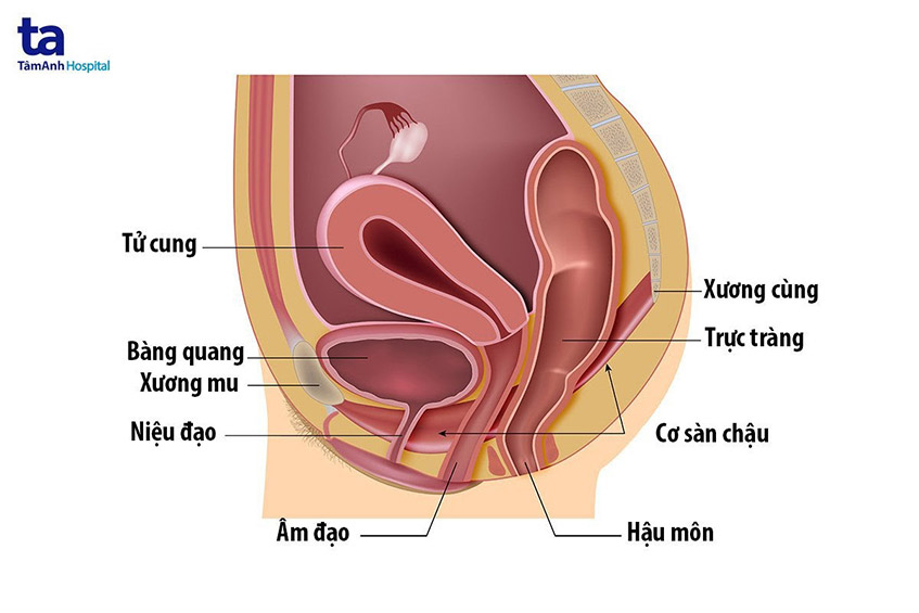 xác định cơ sàn chậu