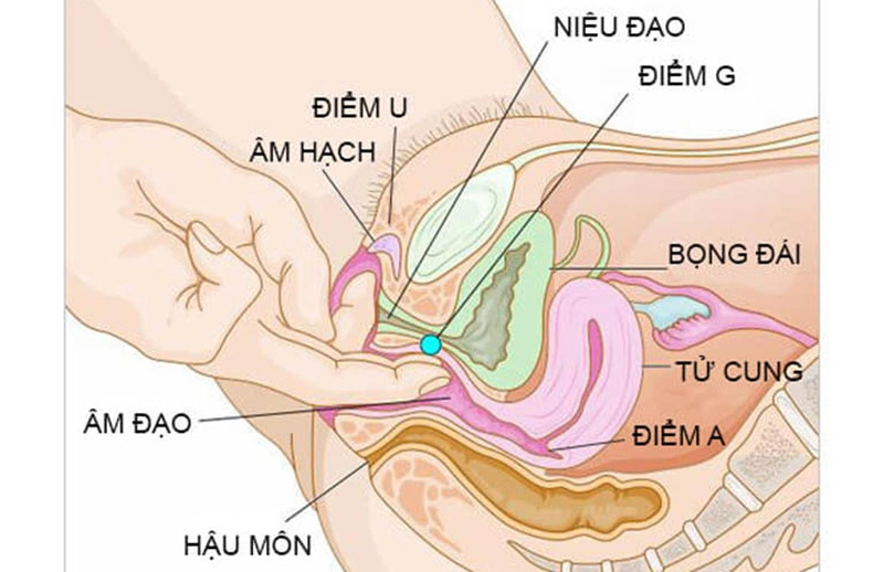 điểm G phụ nữ