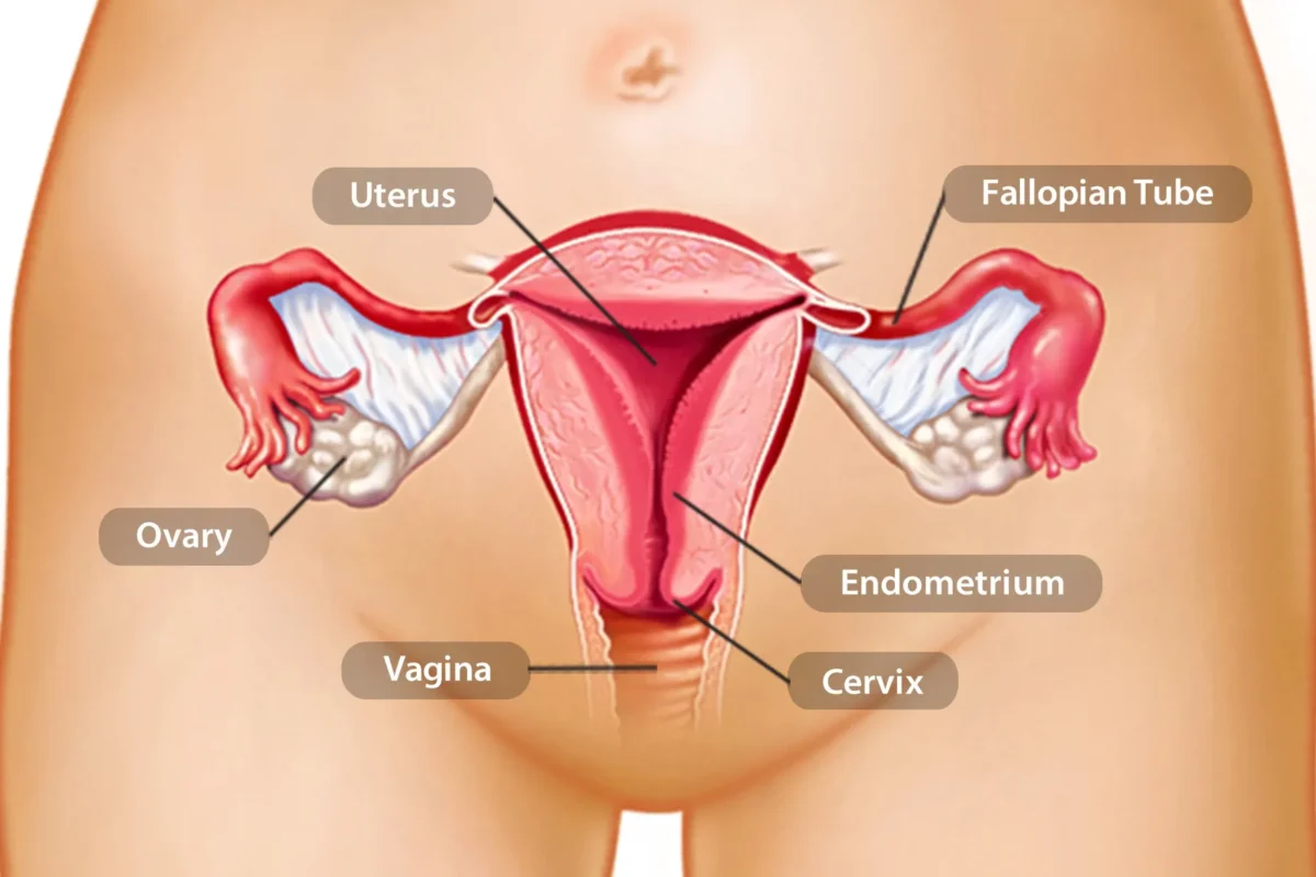 Biểu Hiện Trứng Không Được Thụ Tinh: Nhận biết Dấu hiệu, Nguyên nhân và Cơ chế 3 endometrium