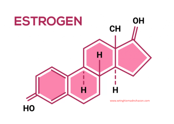 Estrogen