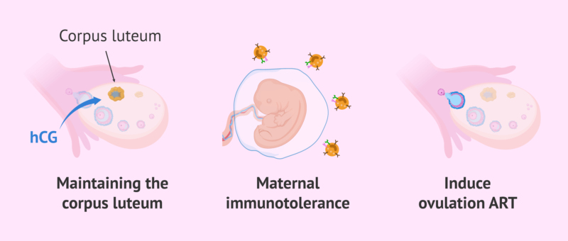 Hormone HCG (human chorionic gonadotropin) l