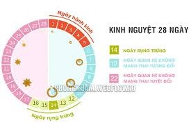 hết kinh bao nhiêu ngày thì rụng trứng