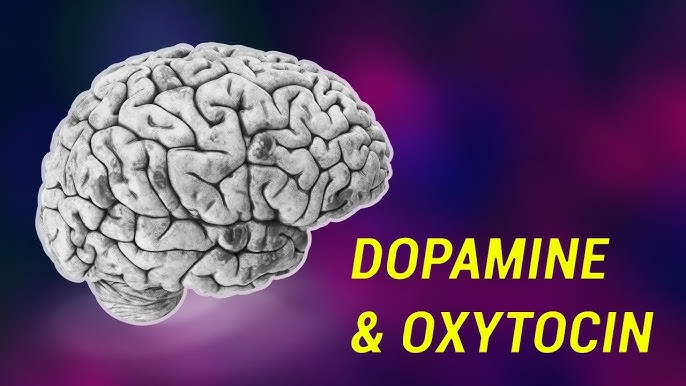 hormone oxytocin và dopamine
