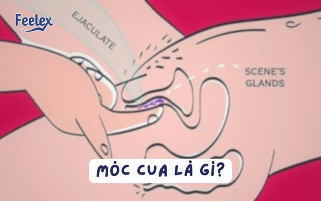 Móc cua