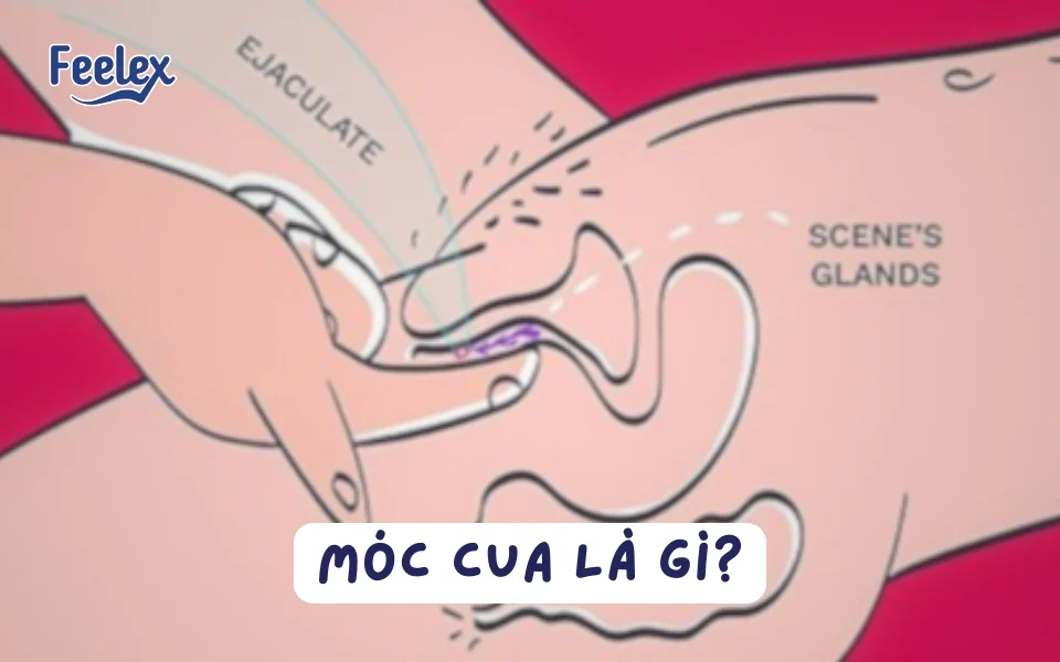 Móc cua