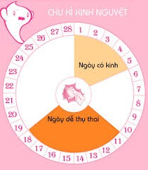 Hết Kinh Bao Nhiêu Ngày Thì Rụng Trứng