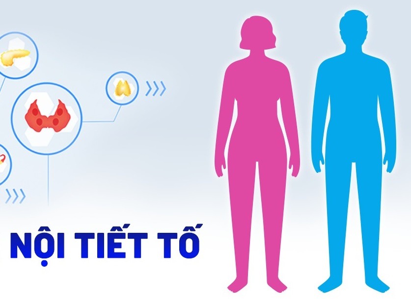 Nội tiết tố