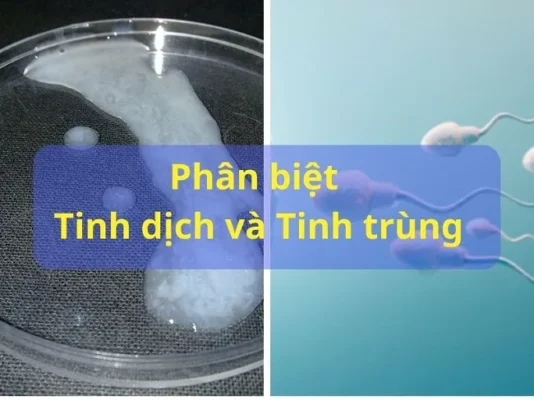 tinh dịch và tinh trùng