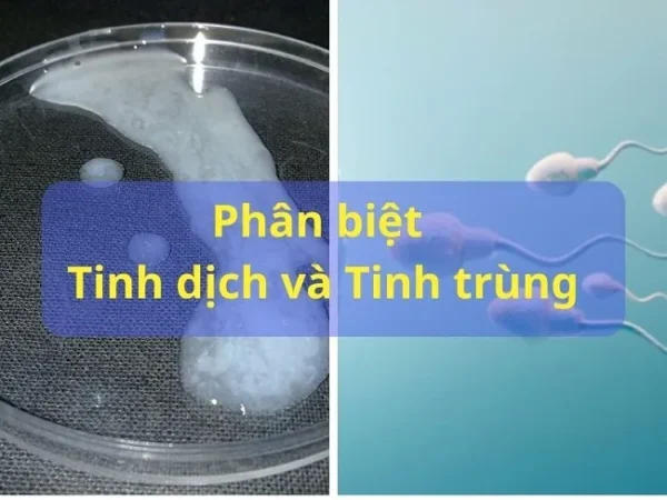 tinh dịch và tinh trùng