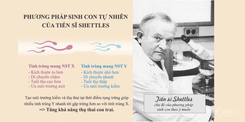 phương pháp Shettles cổ điển nhanh có thai con trai