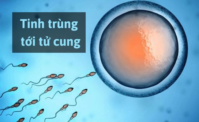 Quá trình của tinh trùng 