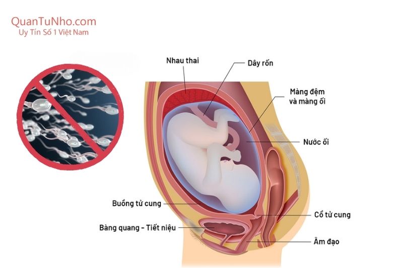 quan hệ khi mang thai có được xuất vào trong