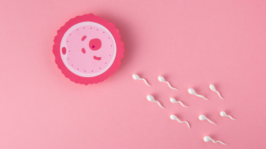 Quan hệ vào ngày rụng trứng: Thông tin, Khả năng thụ thai, Cách tính và Dấu hiệu 1 Vừa hết kinh 7 ngày quan hệ có bầu không