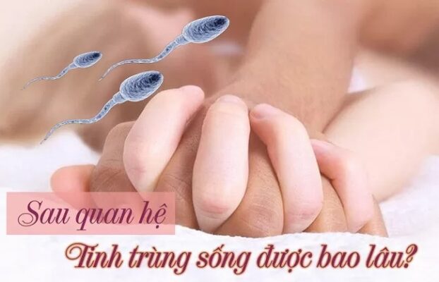Tuổi thọ của tinh chùng