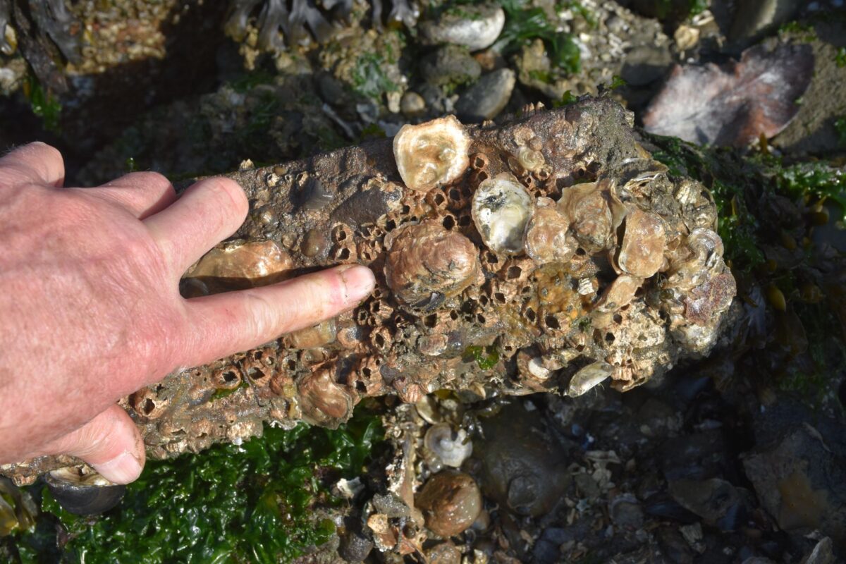 Con trai ăn hàu có tác dụng gì: Phân tích Lợi ích, Rủi ro, Dinh dưỡng & Cách dùng 12 Ostrea lurida