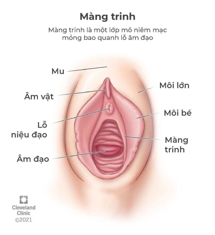 Màng Trinh Là Gì