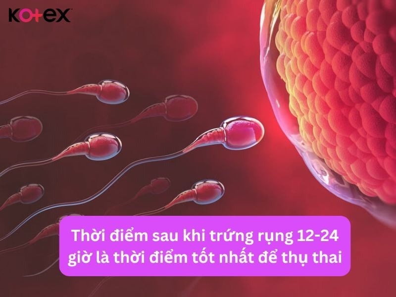 Rụng Trứng Và "Chuyện Ấy"