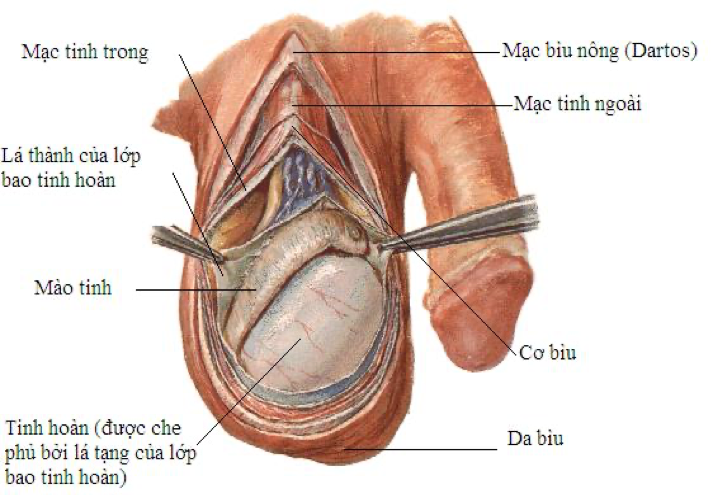 Cấu tạo của Bìu